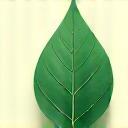 Icono de hoja verde que simboliza sostenibilidad